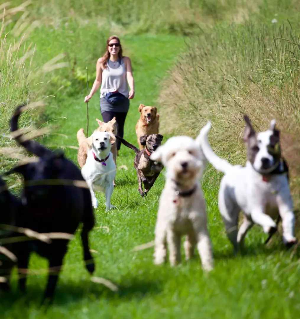 Rhonda walking a pack of dogs through tall grass while the dogs run loose and happy toward the camera