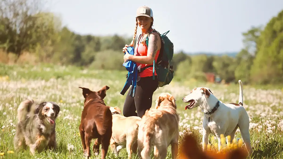 Alexx walking her off-leash pack through a field of dandelions