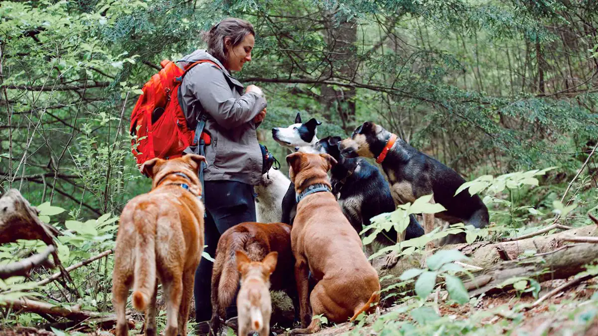 Chelsea greeting her pack on a wooded trail