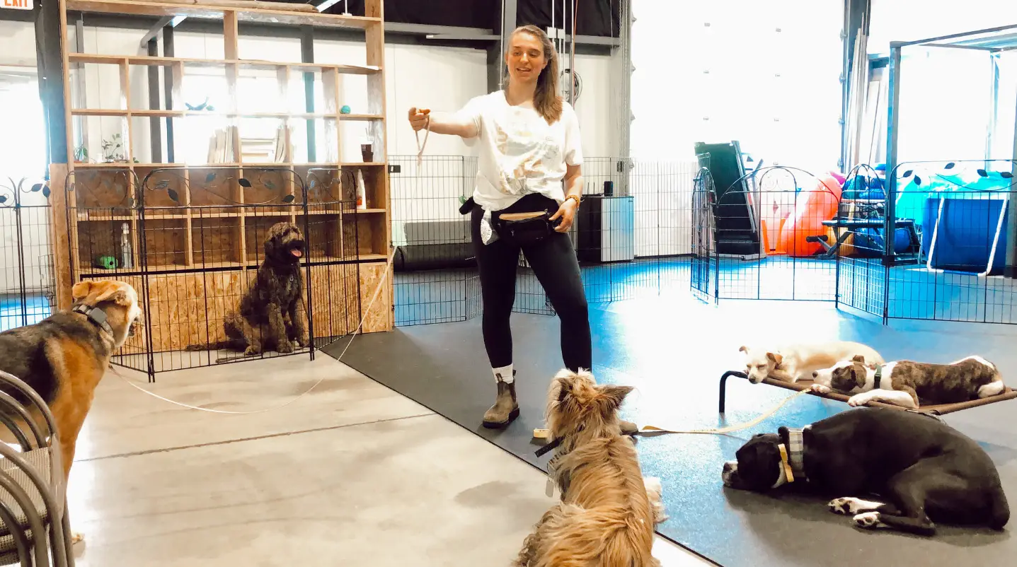 Jess Gorham teaching a group of dogs in her indoor day school. Several dogs in trained relaxation on cots; one dog approaching her for a treat.