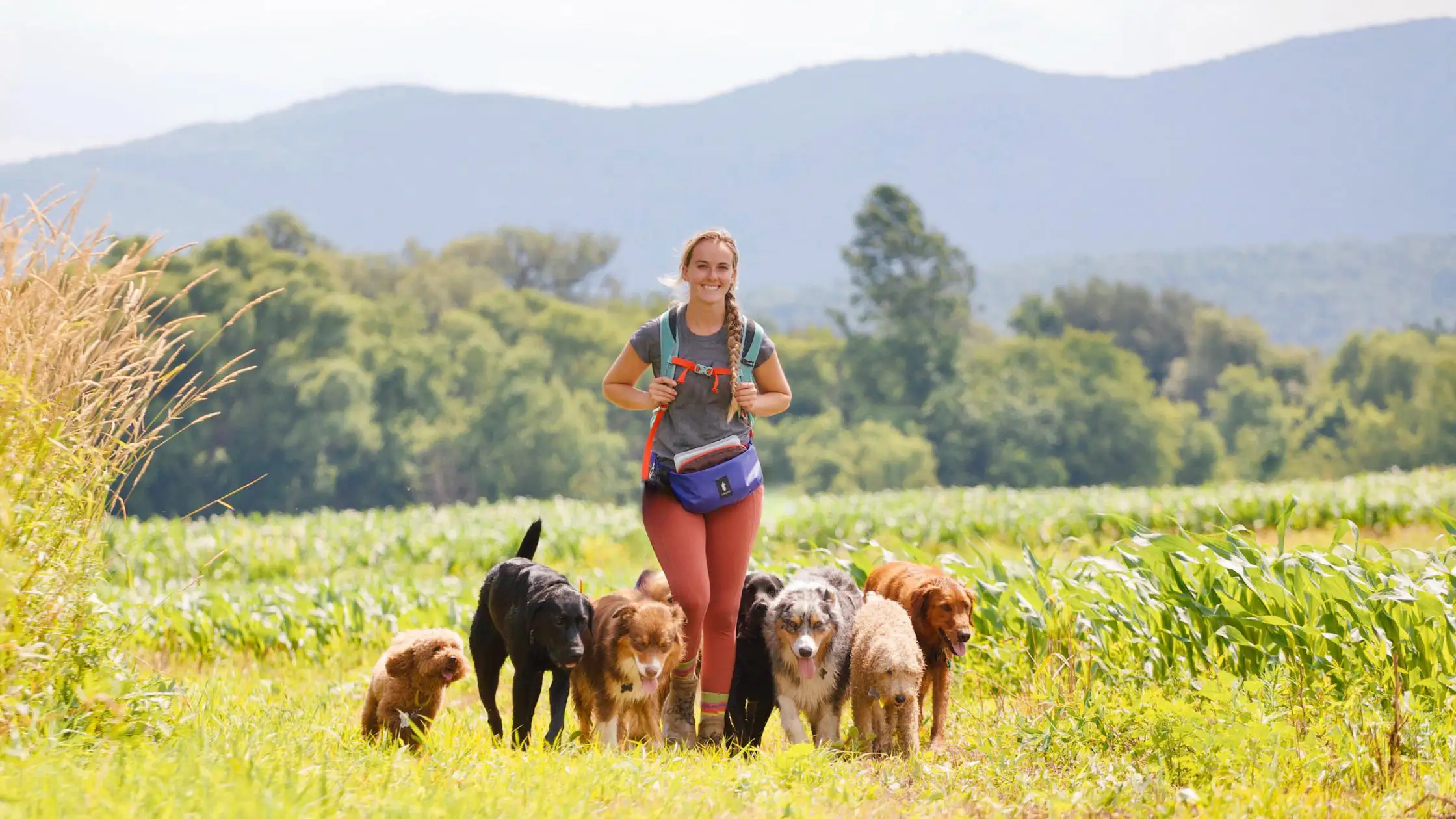 A handler walking a pack of dogs along the edge of a field
