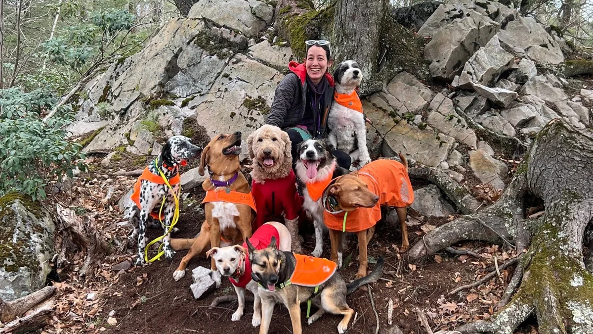 Erica on a rocky trail with her pack of dogs in orange vests