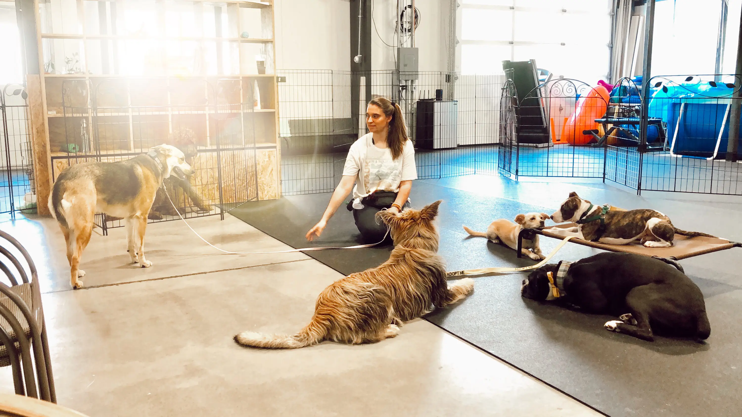 Jess sitting on the floor of her day school while a group of dogs rests calmly around her