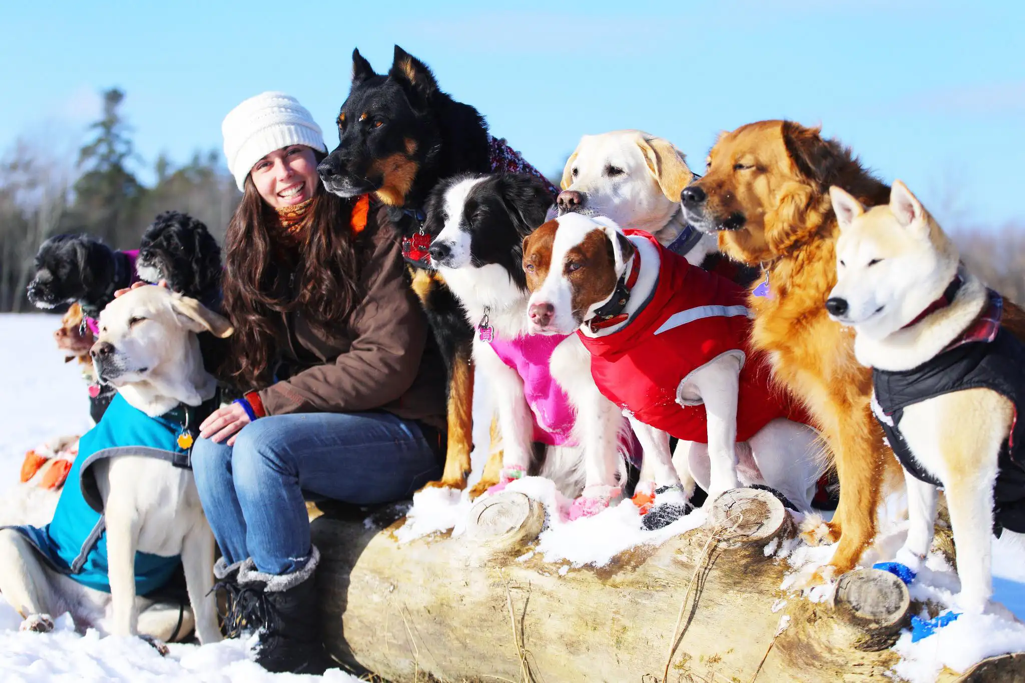 Lyndsay sitting on a snowy log surrounded by her pack of coated dogs