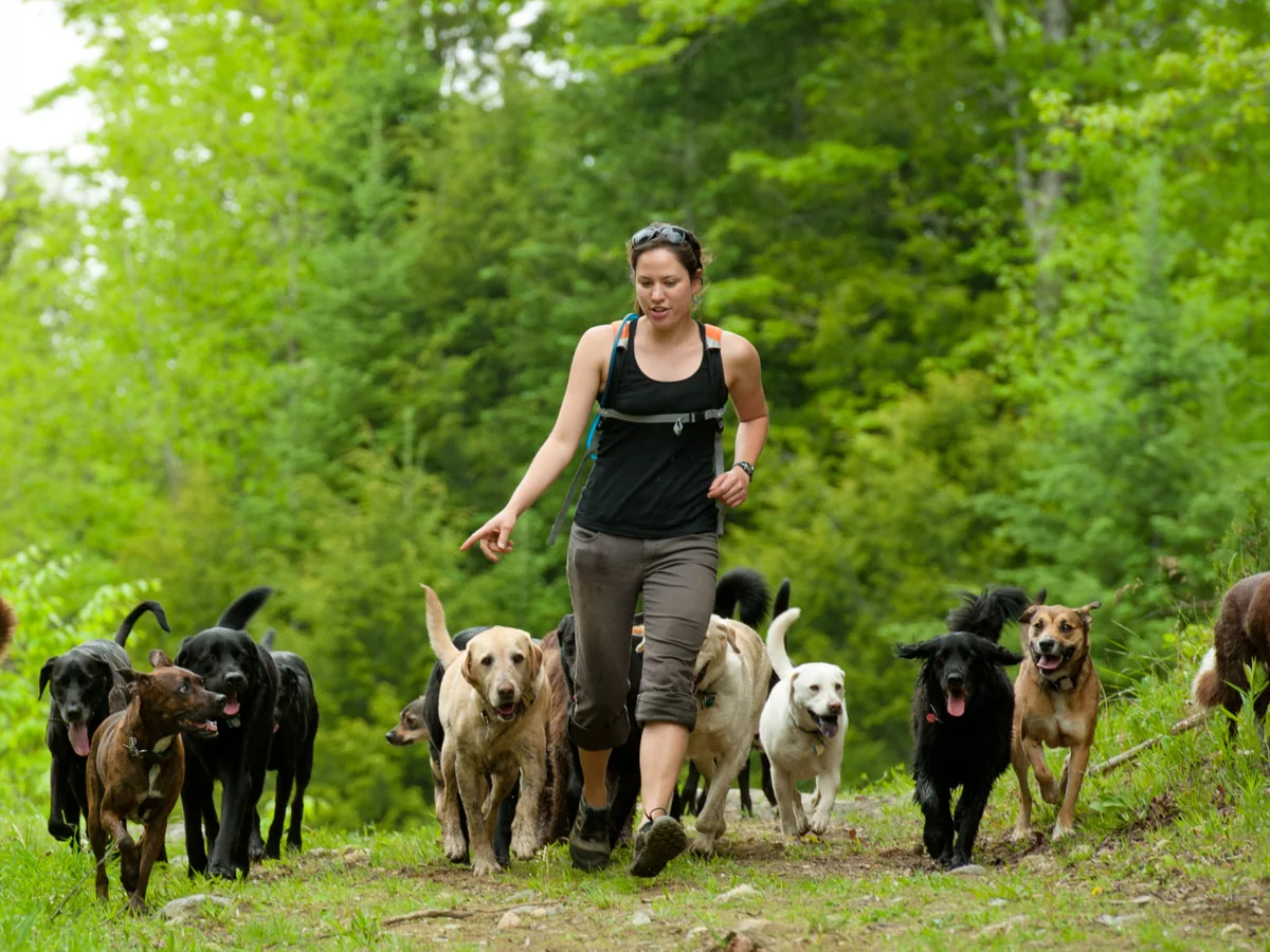 A handler walking a forest trail with a pack of dogs moving calmly around her