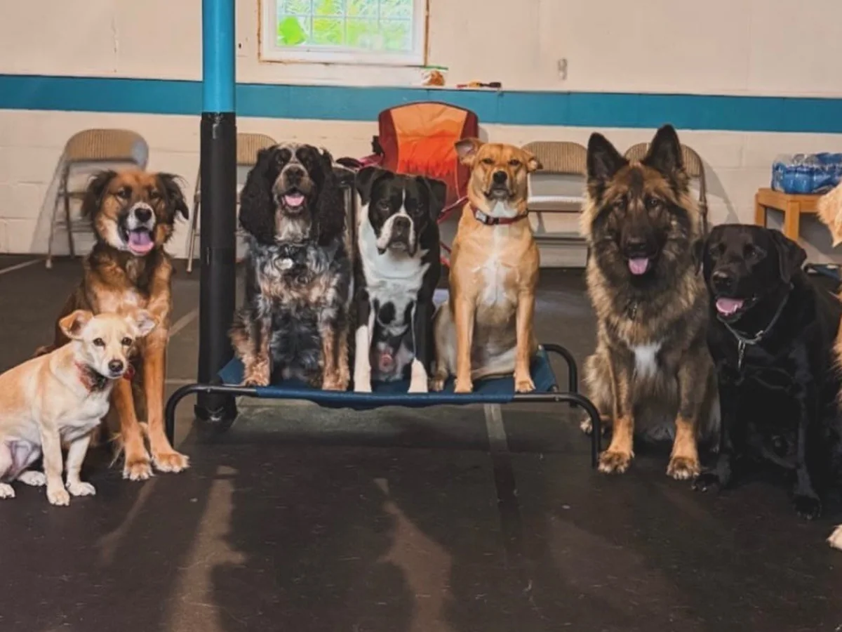 A group of dogs settled together on a platform inside a day school