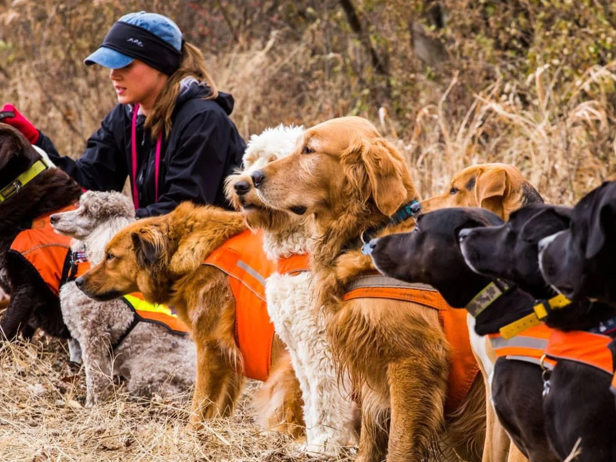A handler kneeling among a group of dogs in orange vests during a training session