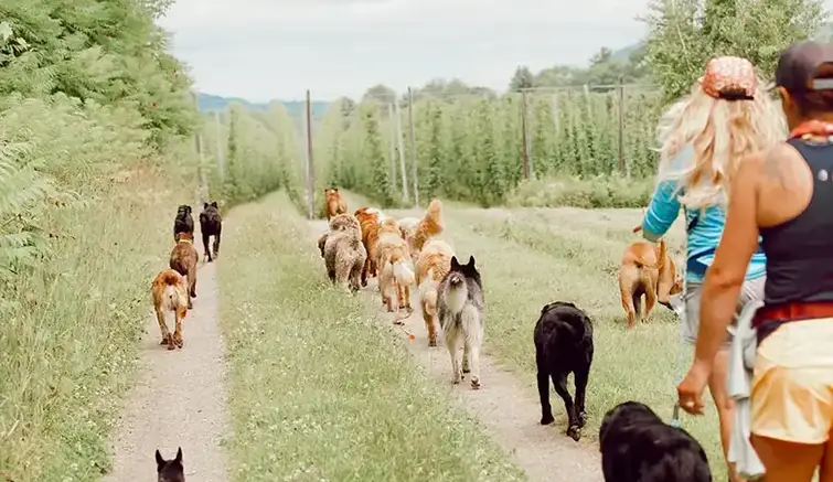 An off-leash pack walking a farm trail together on a summer morning