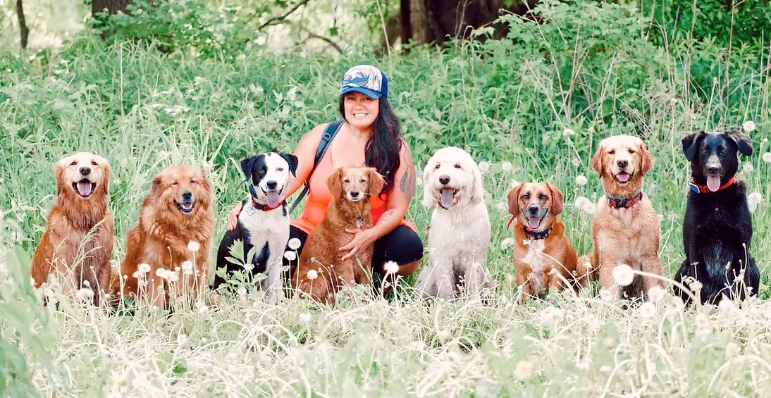 A graduate's recurring pack — the same dogs returning week after week