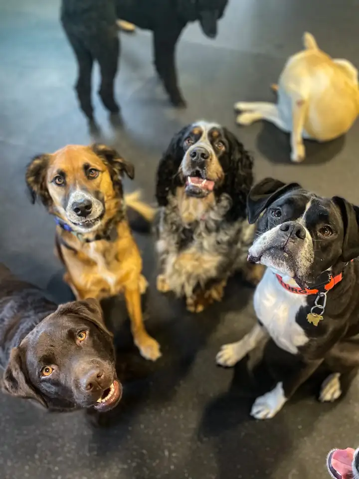 Five happy dogs sitting together, engaged and looking up at the camera