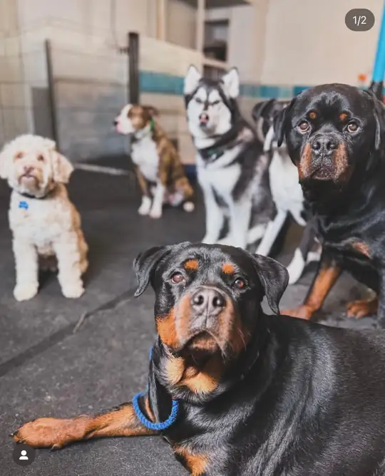 Jess running an obedience drill with a small group of dogs