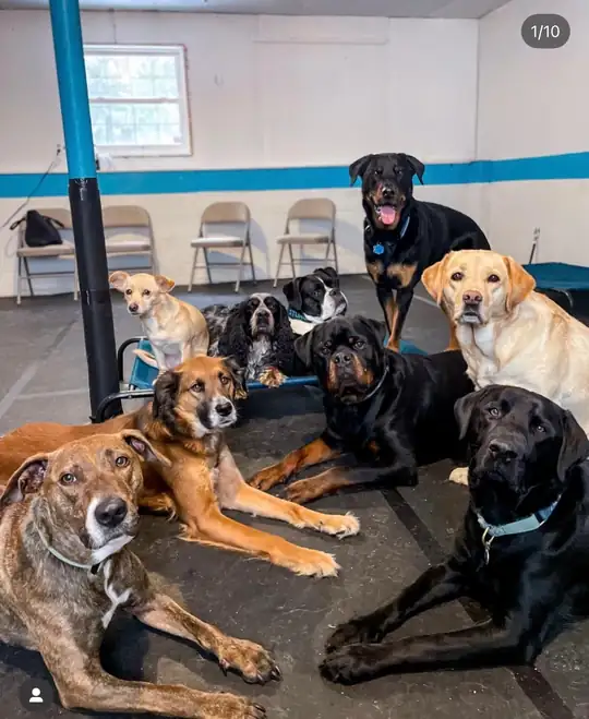 Dogs gathered together during structured play