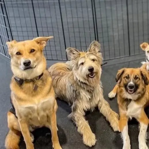 Four dogs lounging together comfortably in an indoor day school pen — regulars who know each other