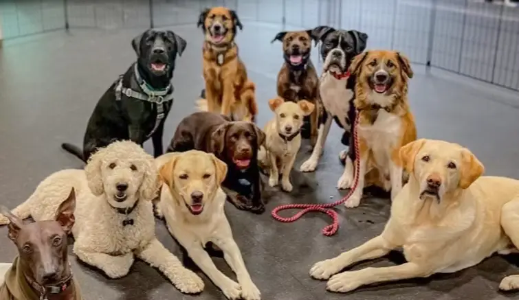 A calm group of day school dogs settled together indoors