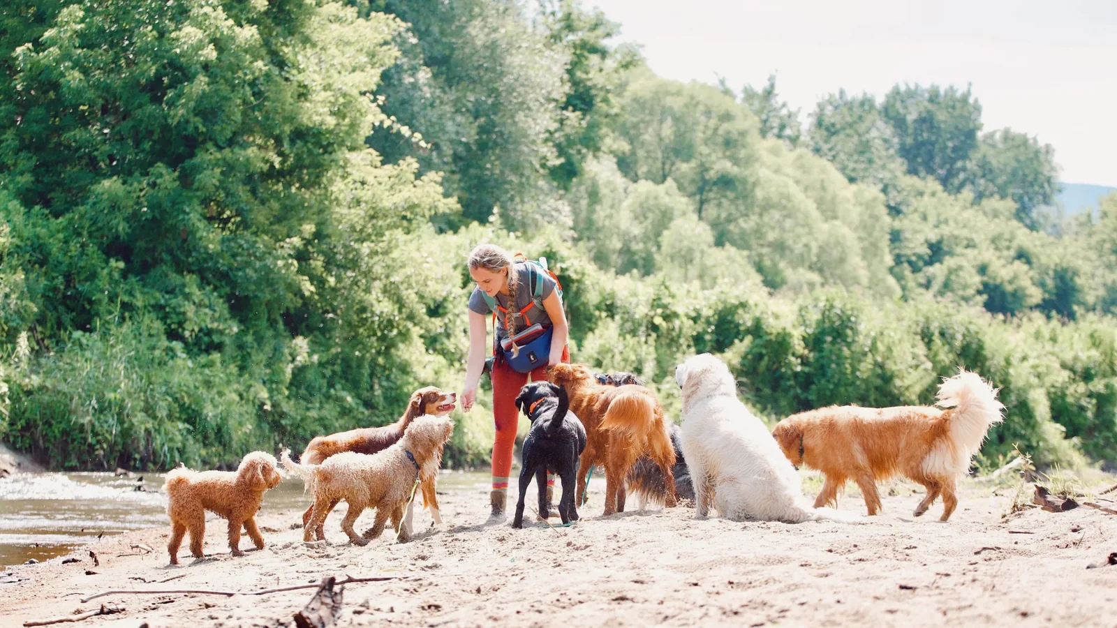 A handler leading her pack of dogs along a riverbank