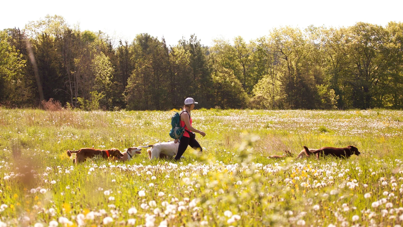 A handler walking through a flowering meadow with her pack of dogs spread around her